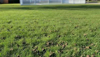 Detroit MI lawn recovering after professional aeration with greener, thicker grass by Greater Detroit Landscaping
