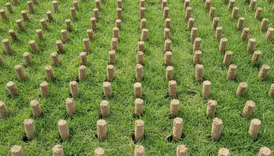 Close-up of soil core plugs after professional lawn aeration on a Detroit, MI yard